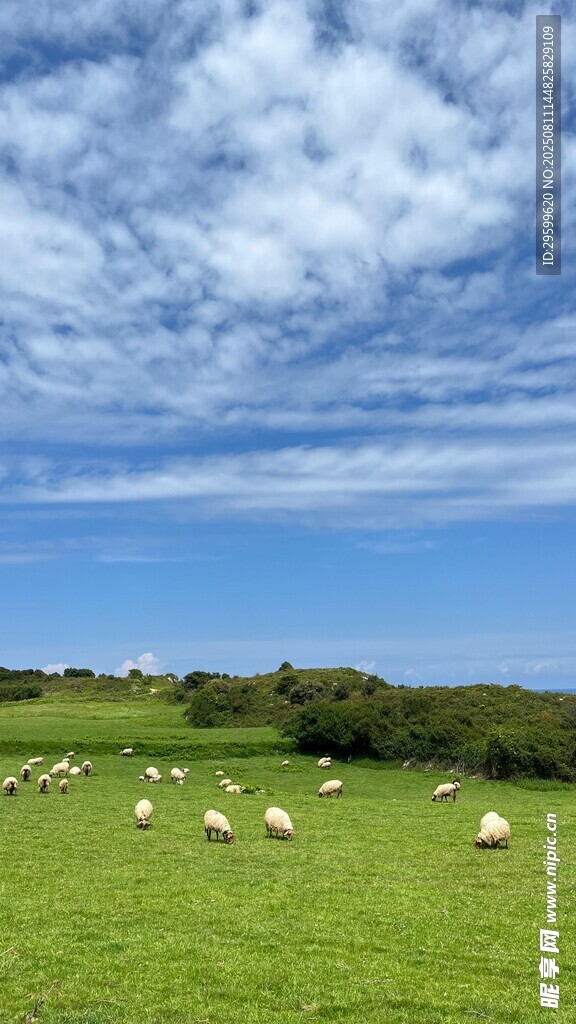 草原羊群蓝天白云美景