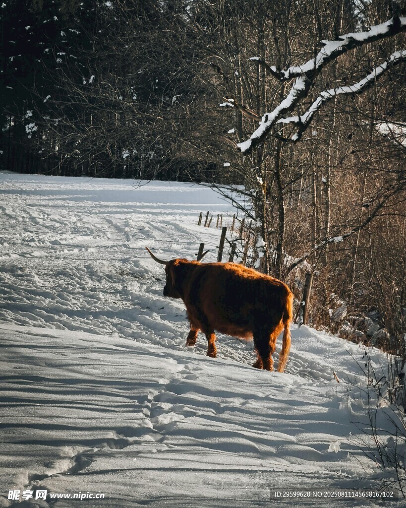 雪地中的牛