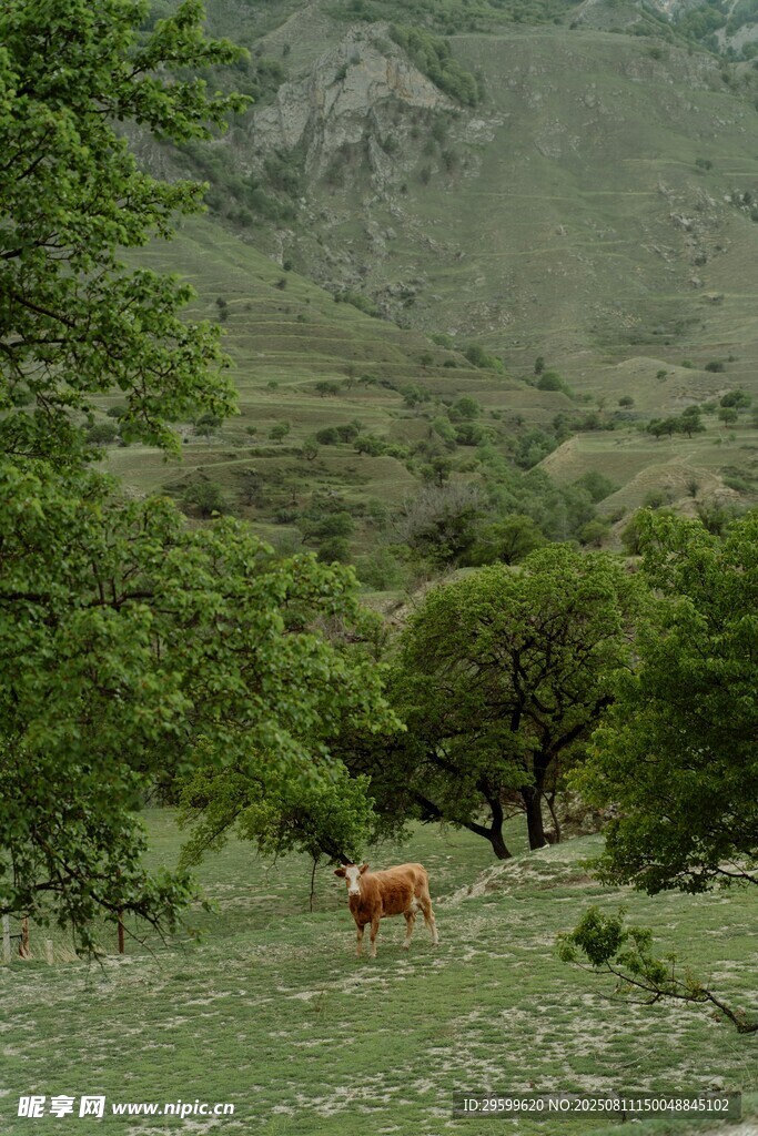 山间牧场景色
