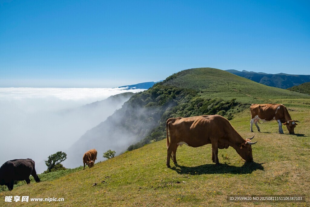 高山云海间的牧场景象