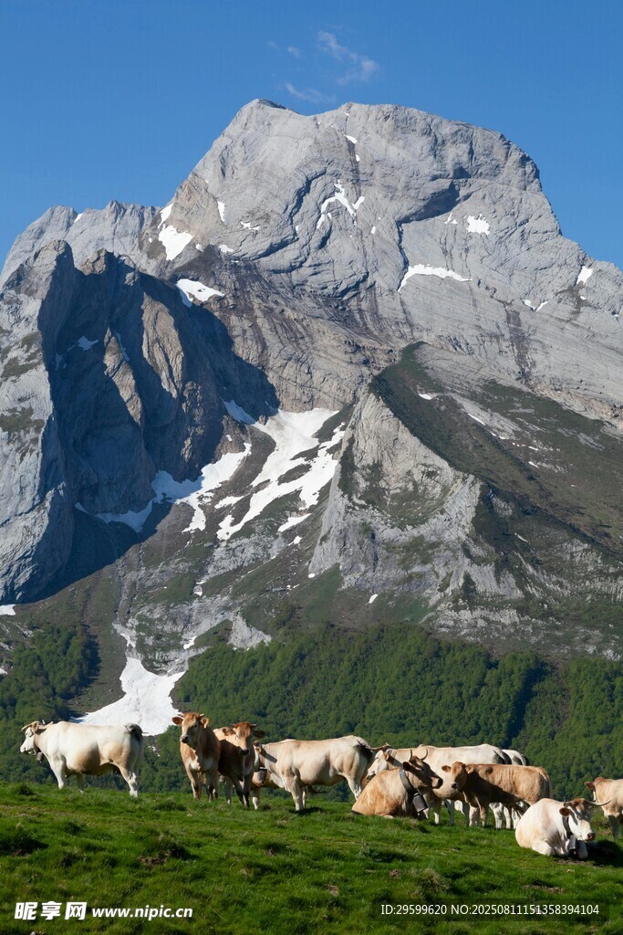 高山牧场景色如画