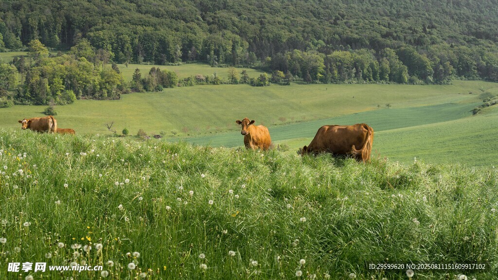 草原上悠闲吃草的牛群