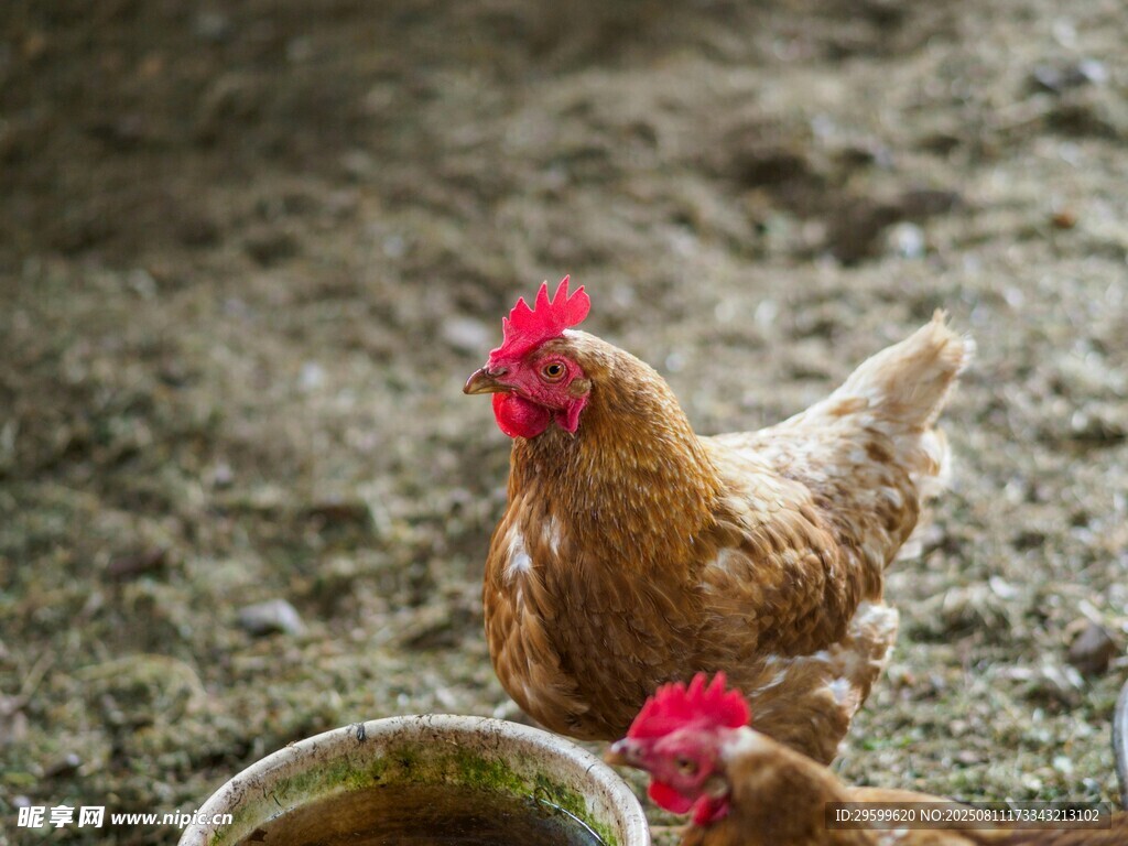 庭院中觅食的几只鸡
