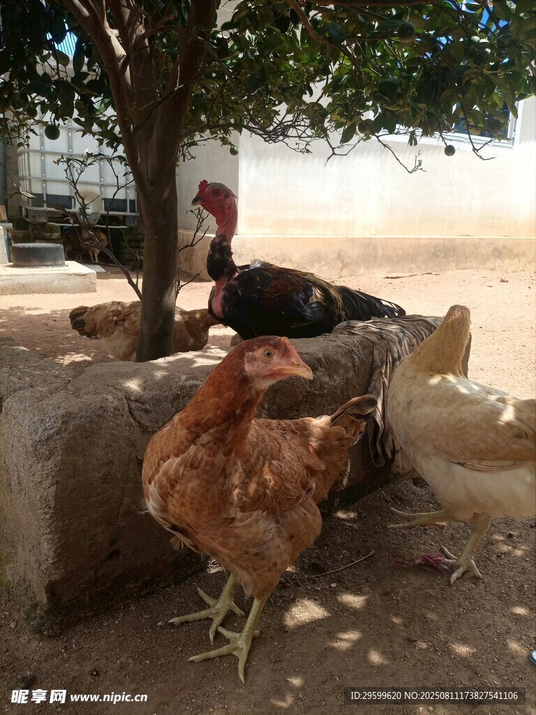树下悠闲的鸡群