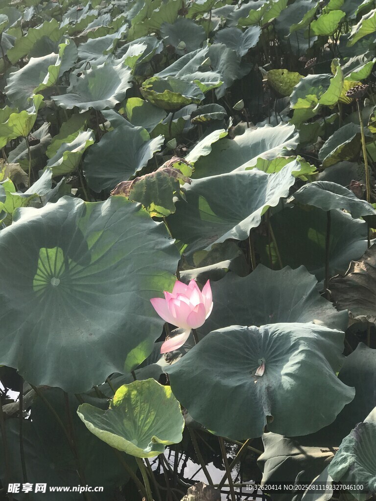 荷塘中绽放的粉色荷花