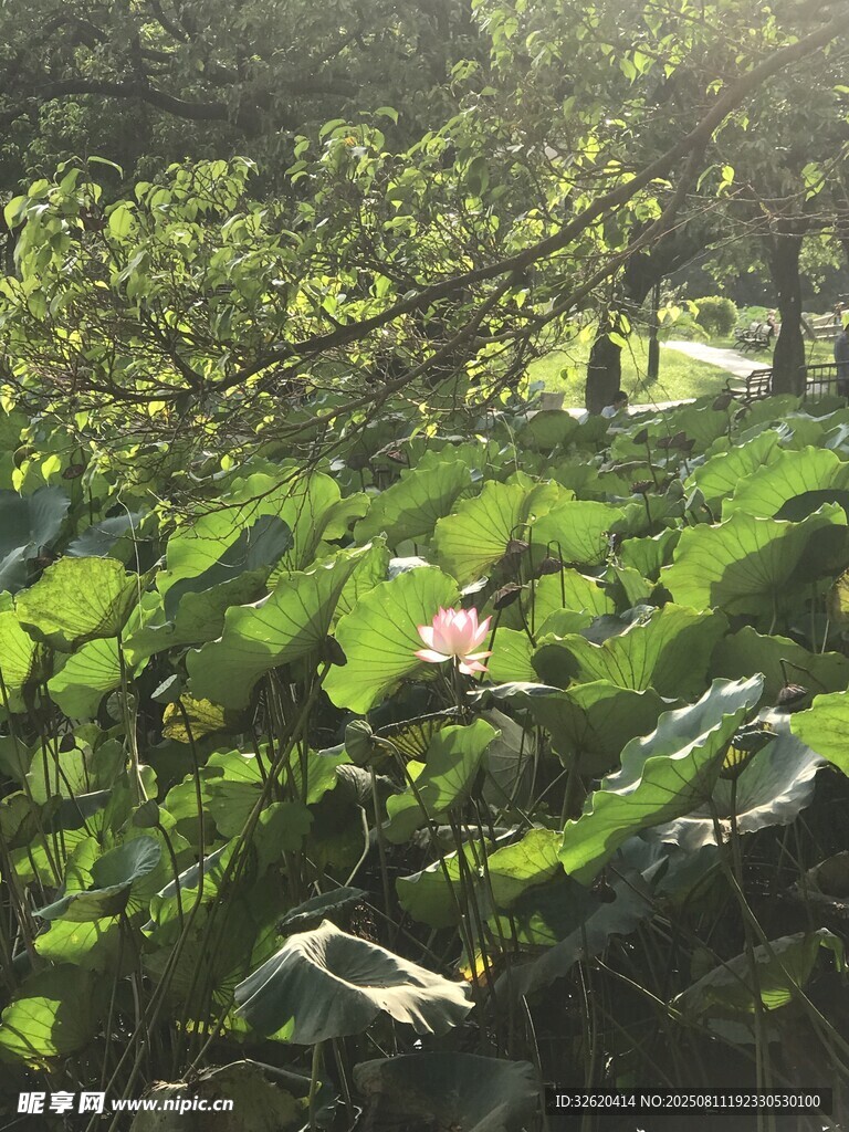 夏日荷塘绿意盎然