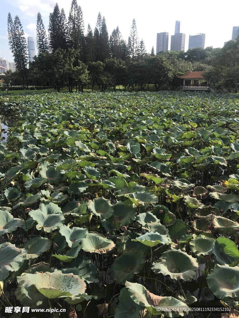 荷塘绿意浓