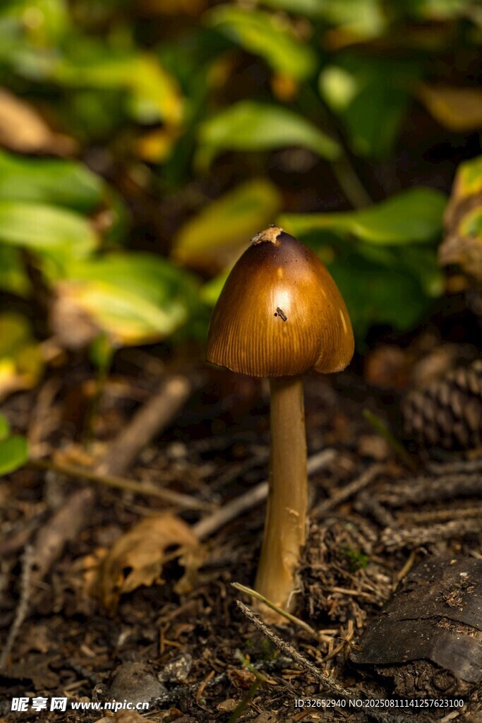 林间小蘑菇