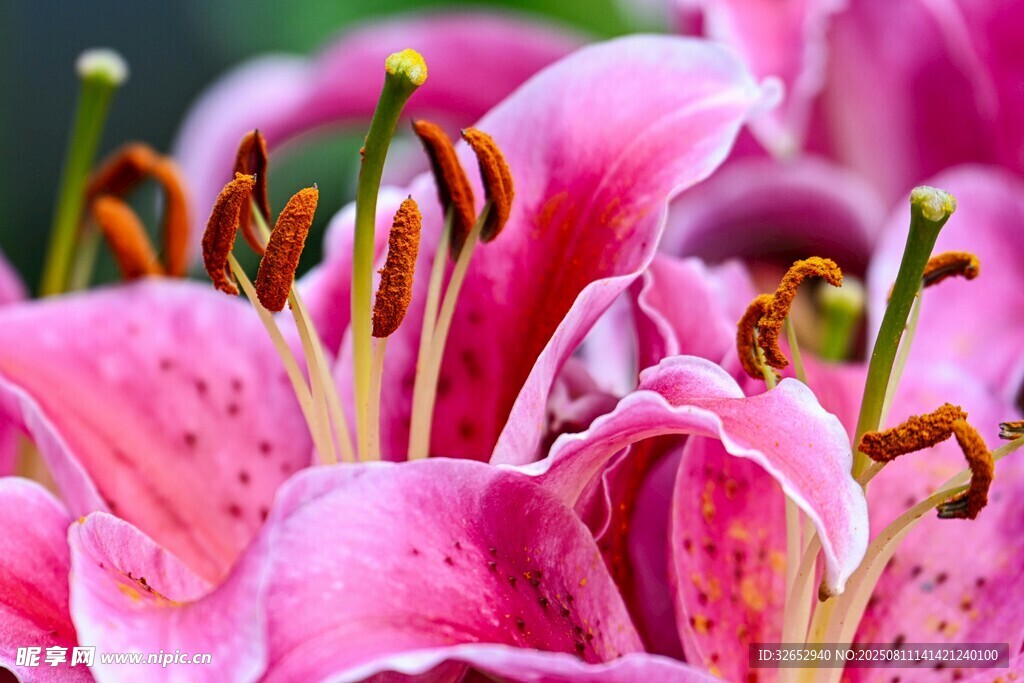 百合花特写