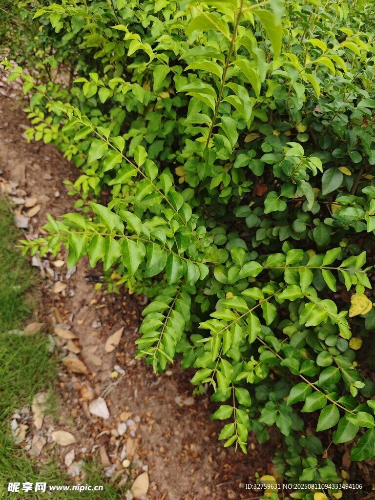 翠绿繁茂的灌木丛
