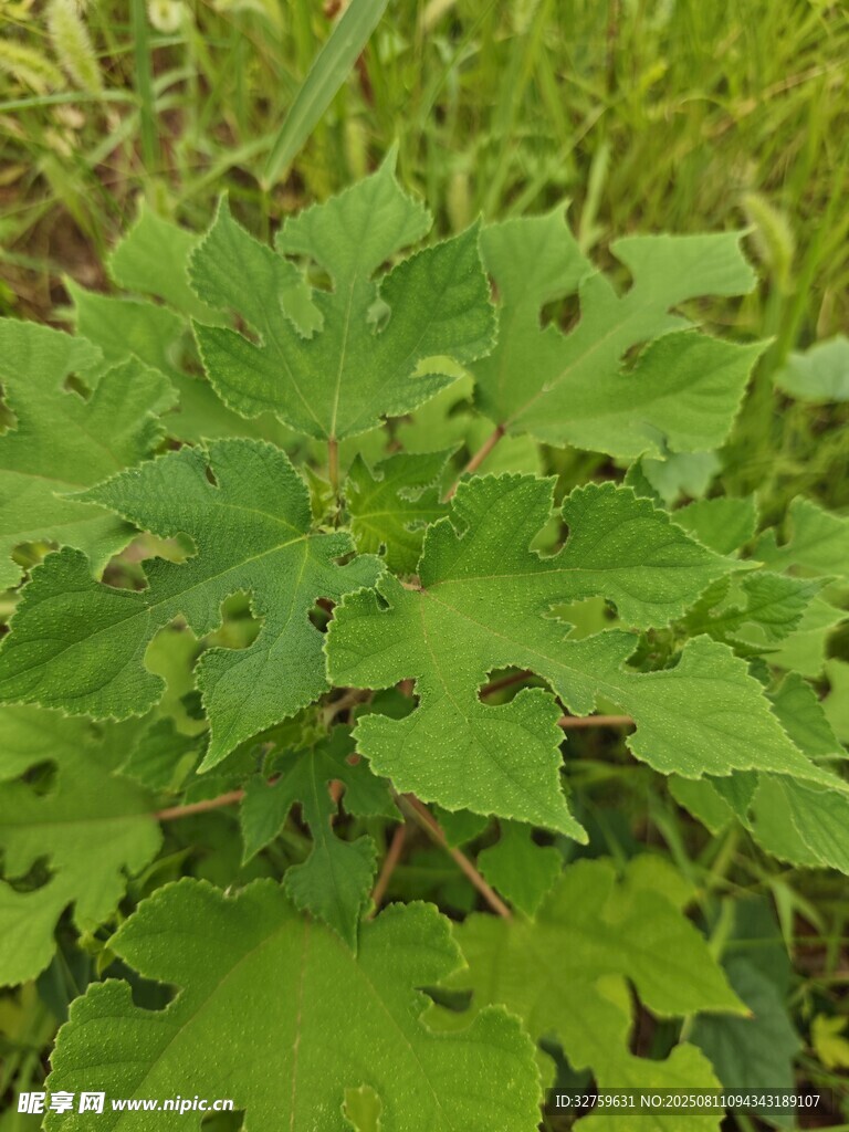 绿叶植物特写