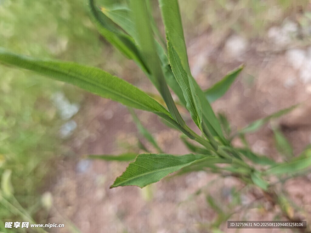 嫩绿植物枝叶特写