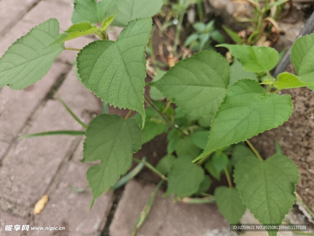 砖缝中生长的绿色植物