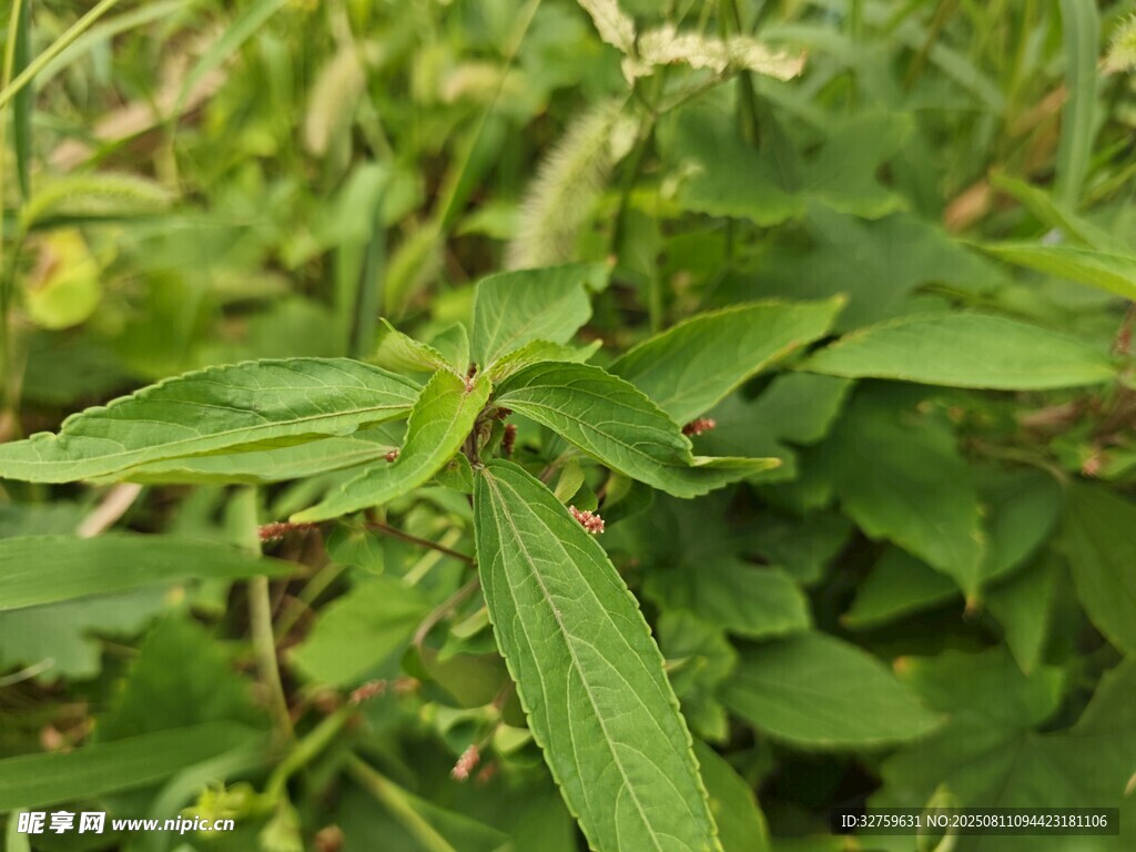 绿色植物特写