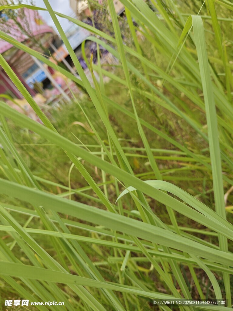 翠绿草丛中的生机景象