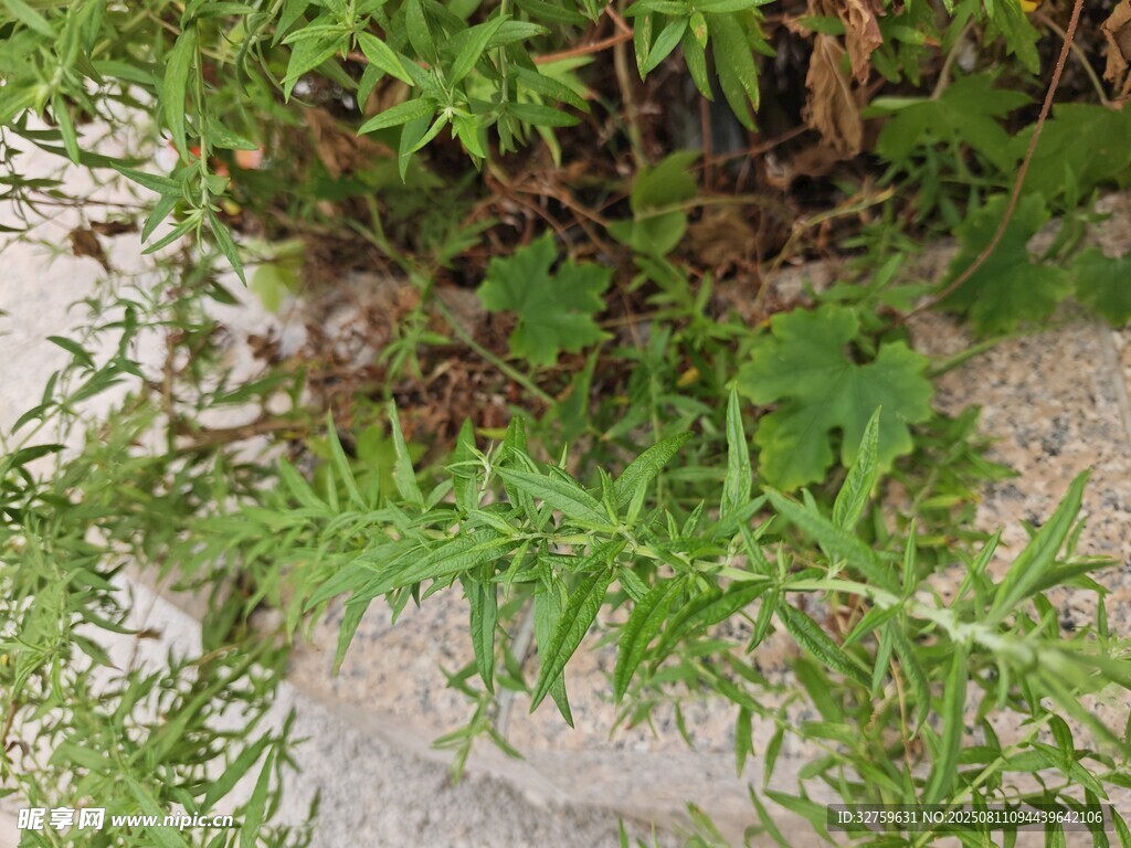 石缝间的翠绿野草