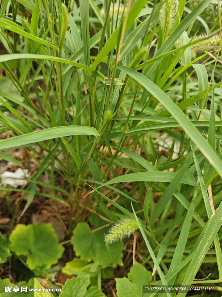 翠绿草丛中的清新植物