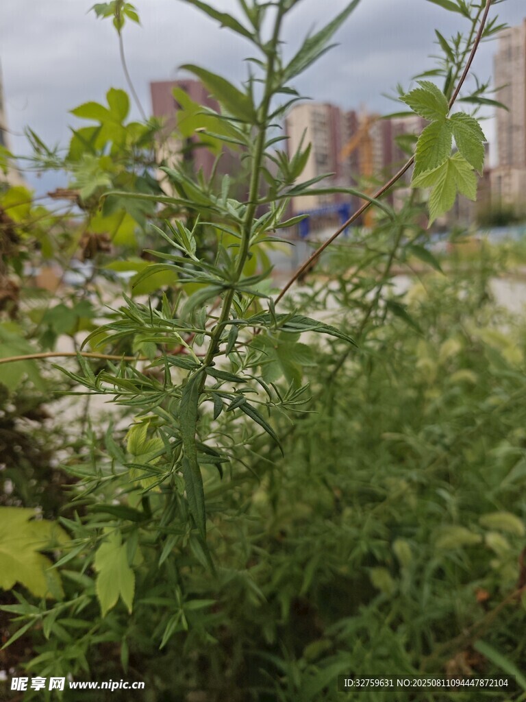 城市边的繁茂绿植景观