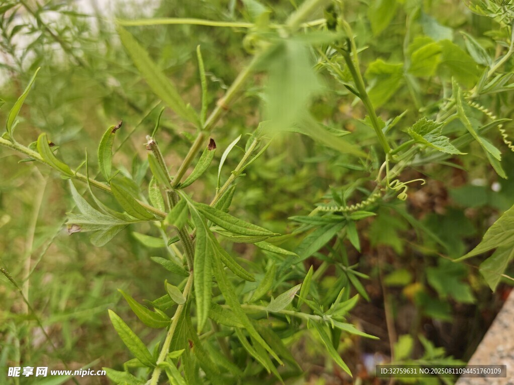 野外绿色植物特写