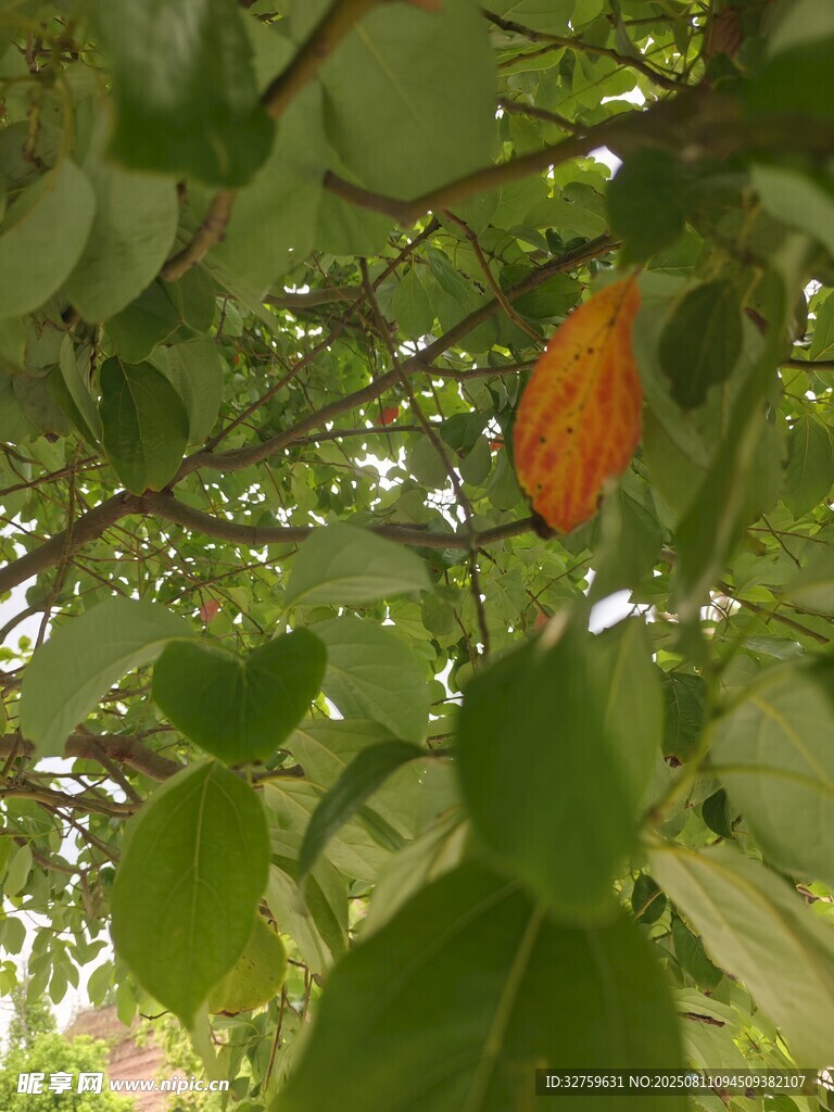 绿叶间的橙红色花朵