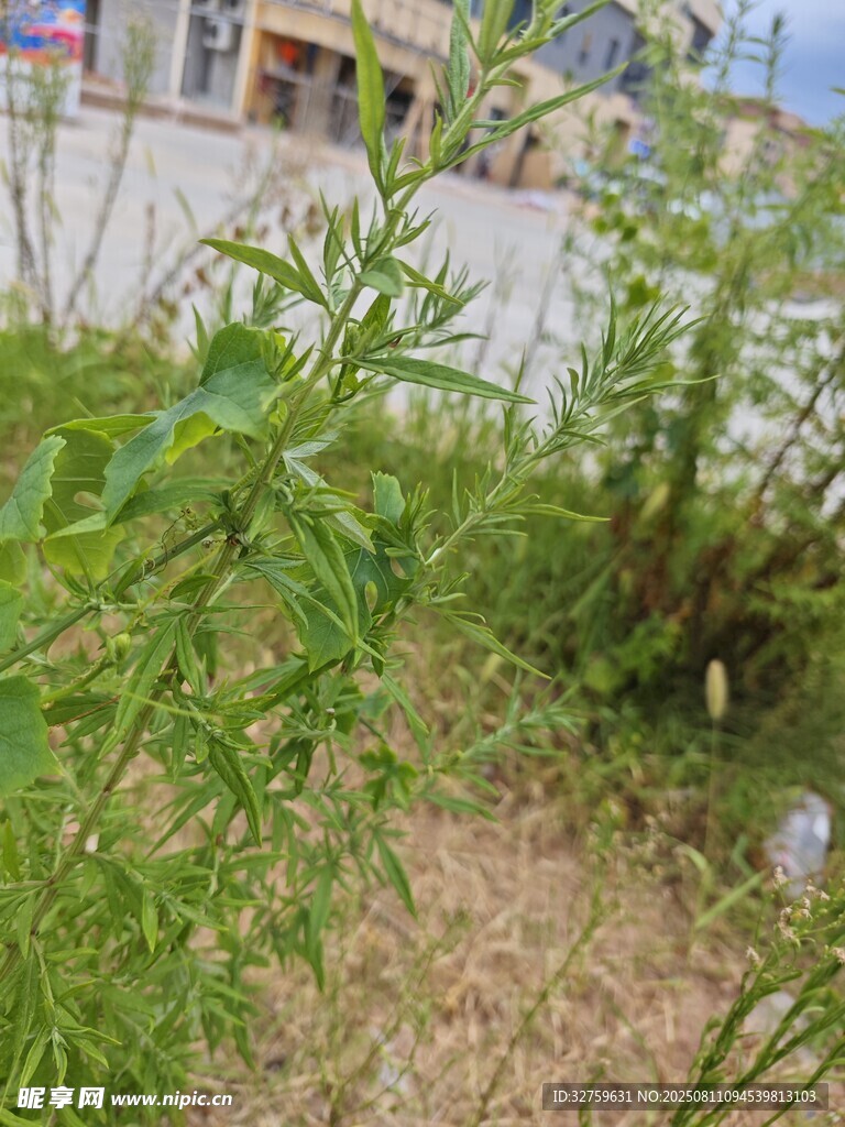 户外草地绿植景观