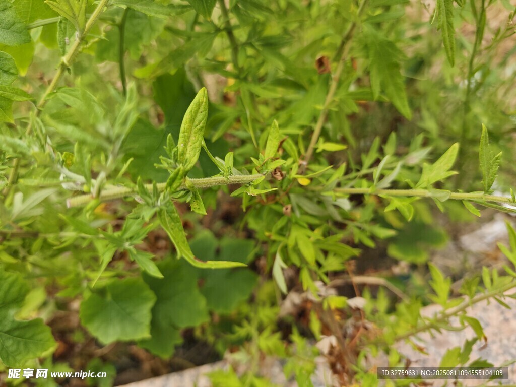 野外生长的绿色植物