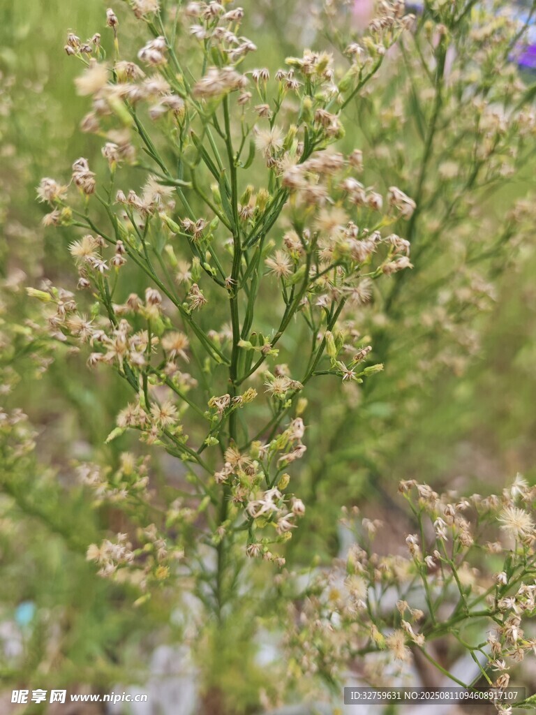 野生小花绽放