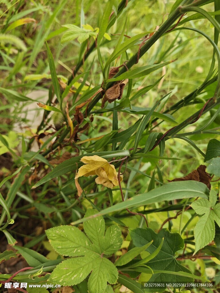 繁茂绿植特写