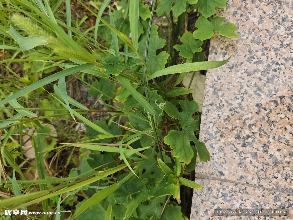 石缝中生长的绿色植物
