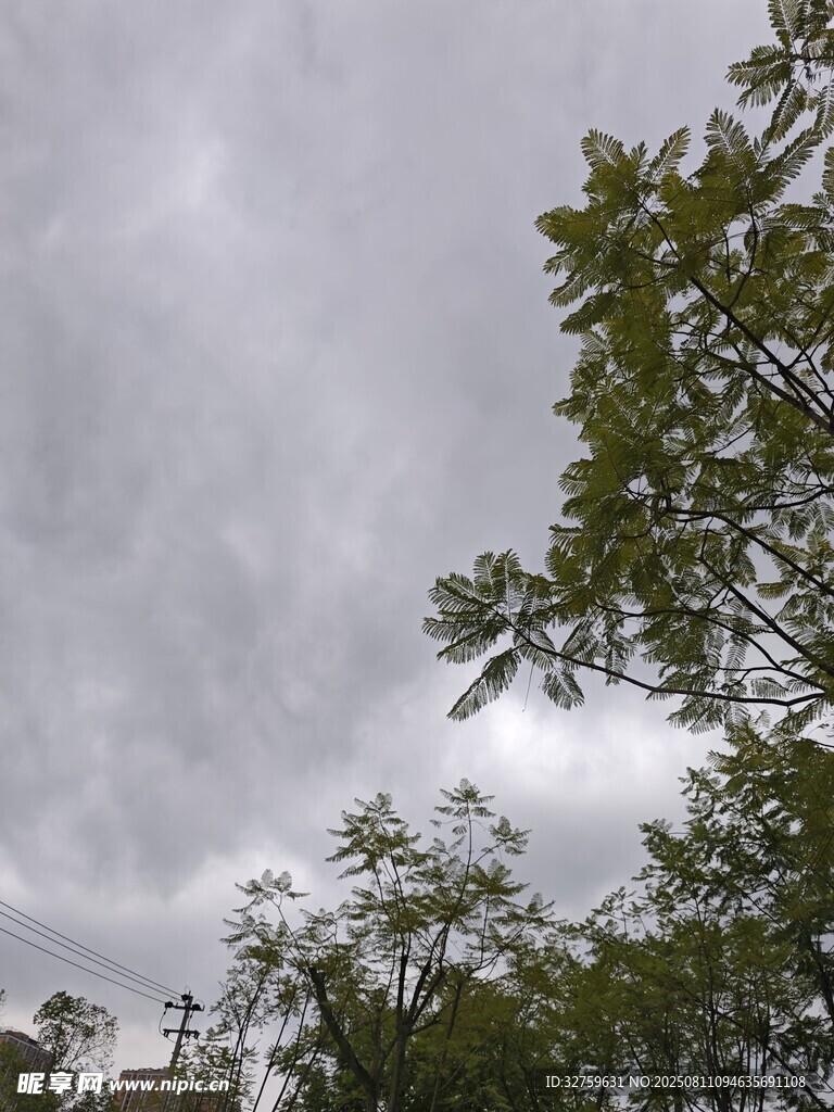 阴天中的绿树与灰蒙天空