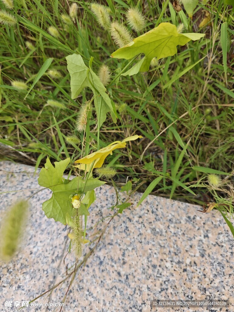石缝中生长的嫩绿植物