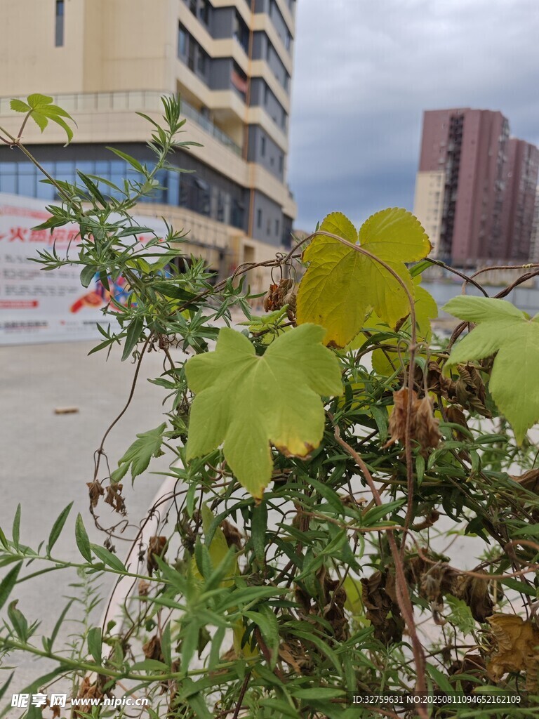 城市中生长的绿色植物