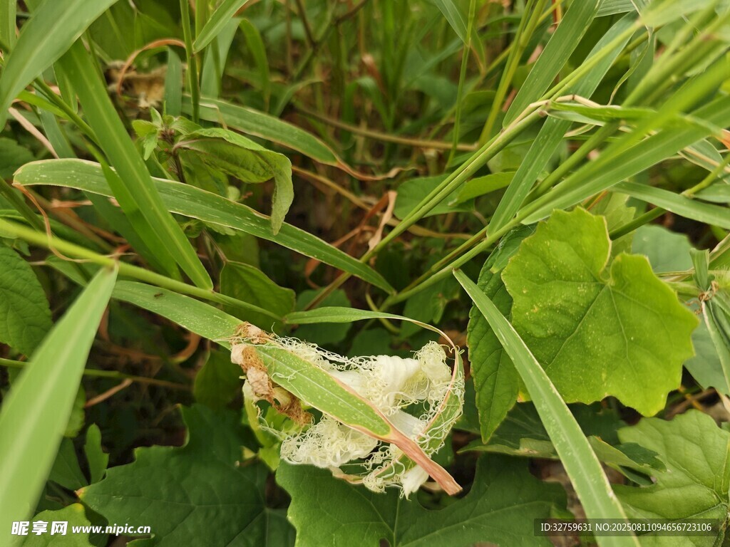 草丛中的白色蘑菇
