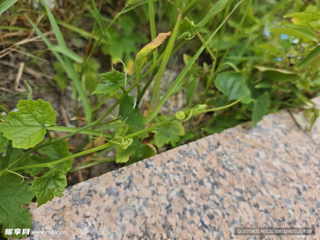 石边嫩绿小草