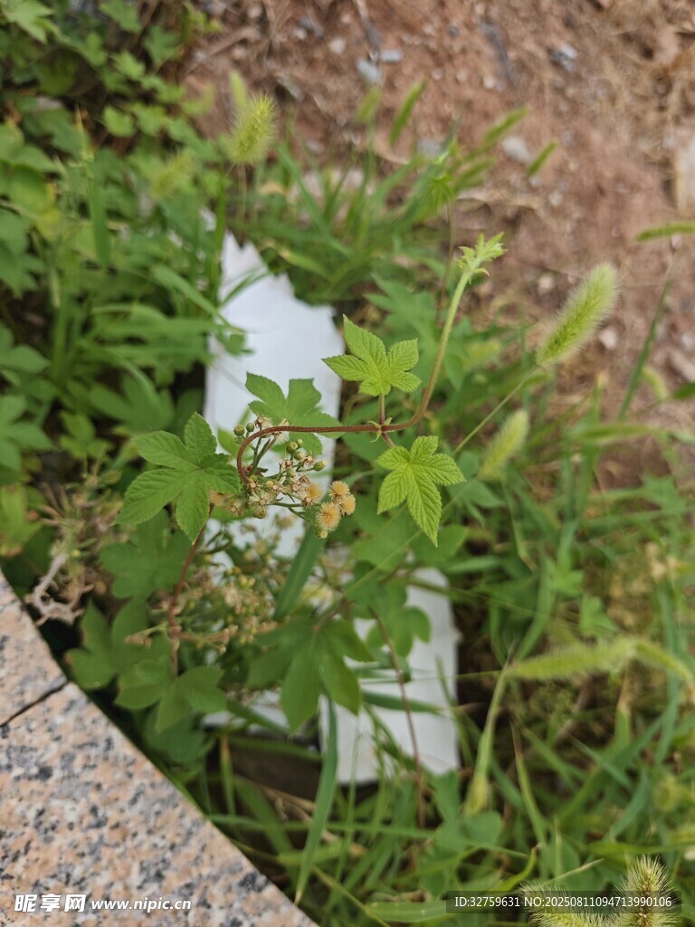 草丛中的白色物件