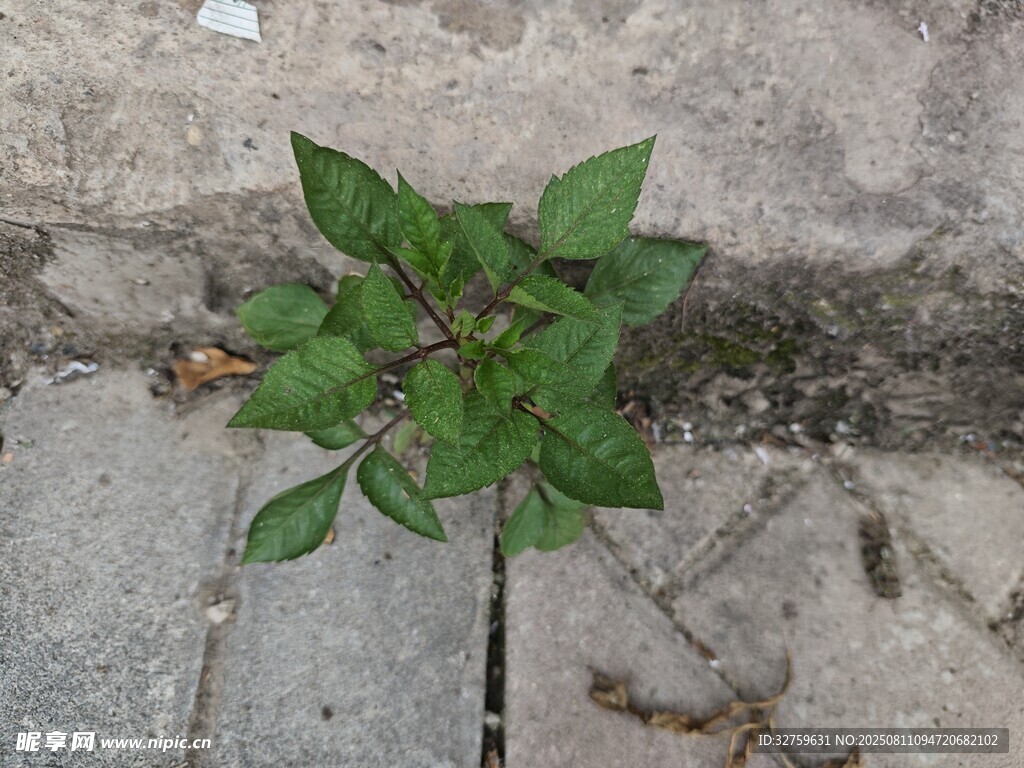 石缝中生长的嫩绿植物