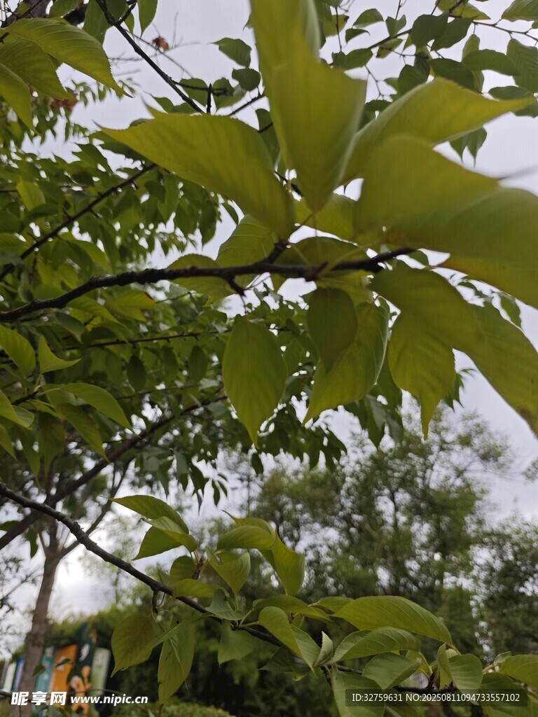 绿叶繁茂的树枝