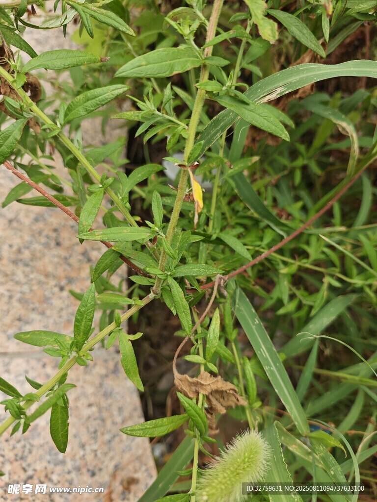 嫩绿植物枝叶特写