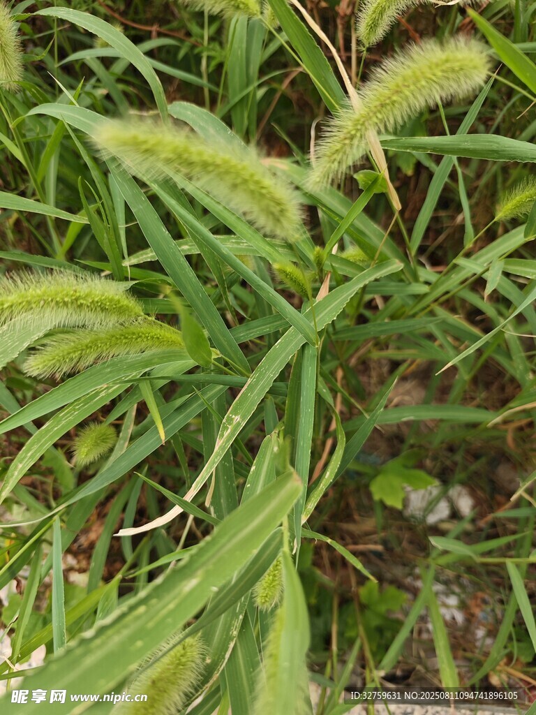 翠绿狗尾草特写
