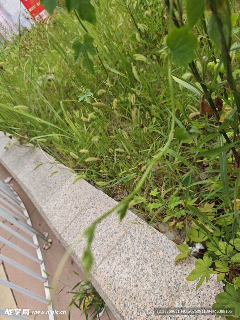 路边绿植与轨道景观