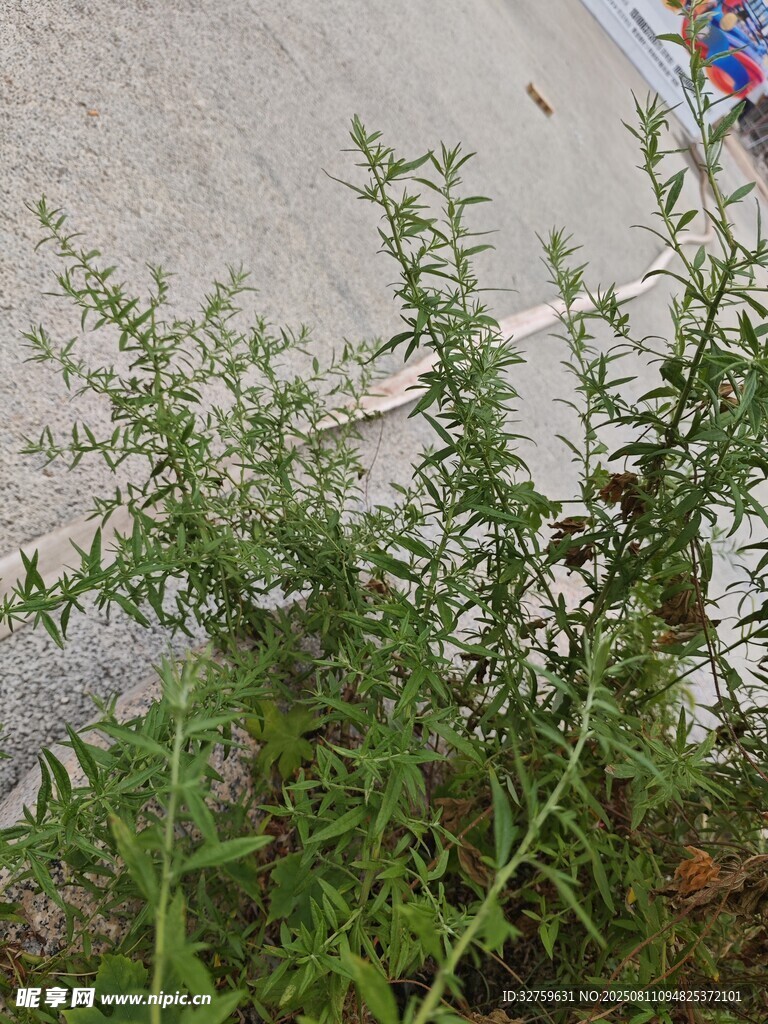 路边生长的绿色植物