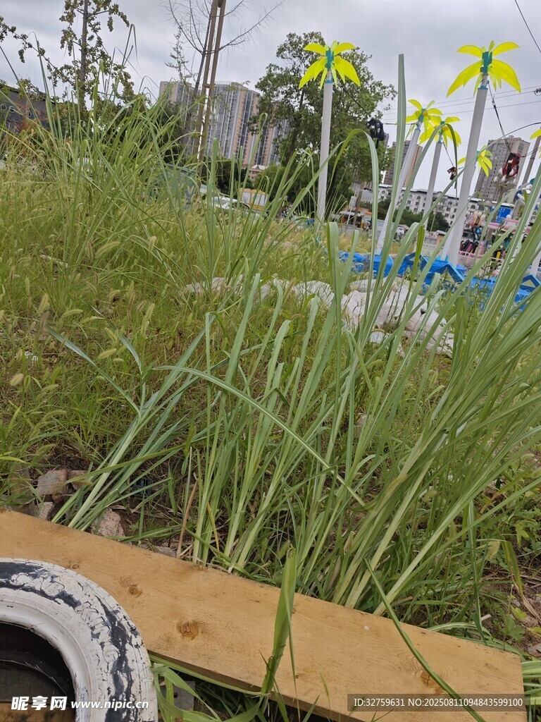 户外杂草丛生的场景