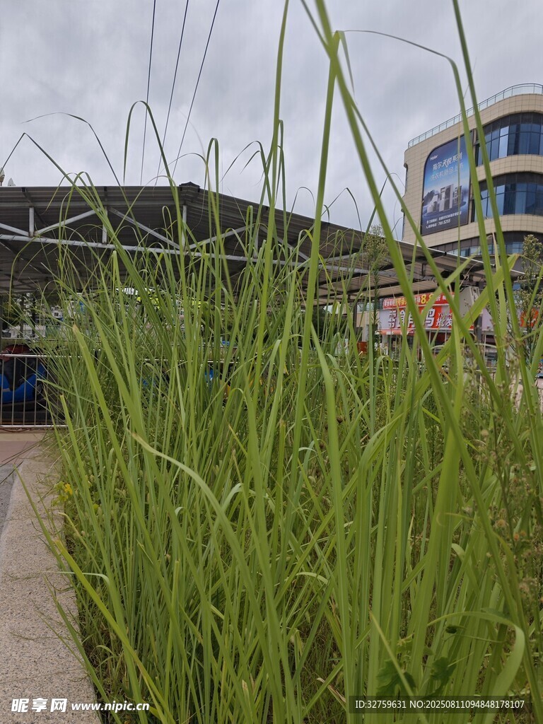 路边茂盛的绿色草丛