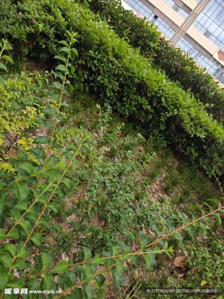 绿意盎然的户外植物景观