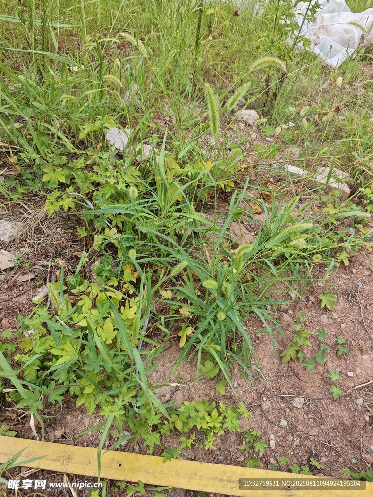 户外草地中的绿色植物