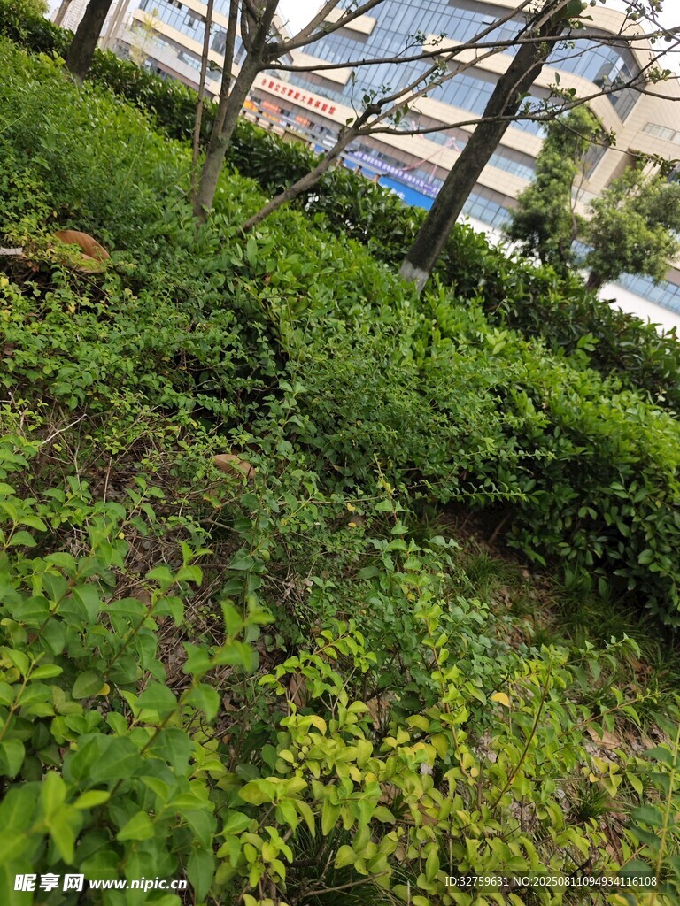 户外繁茂绿植景观