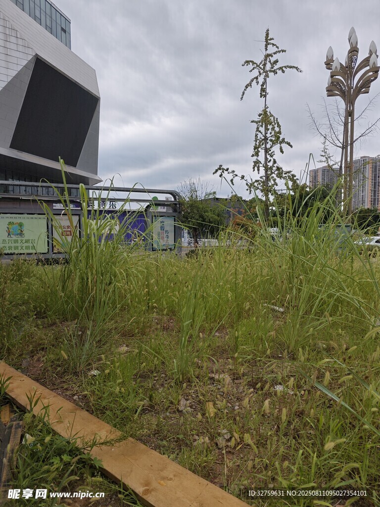 城市中杂草丛生的荒废空地