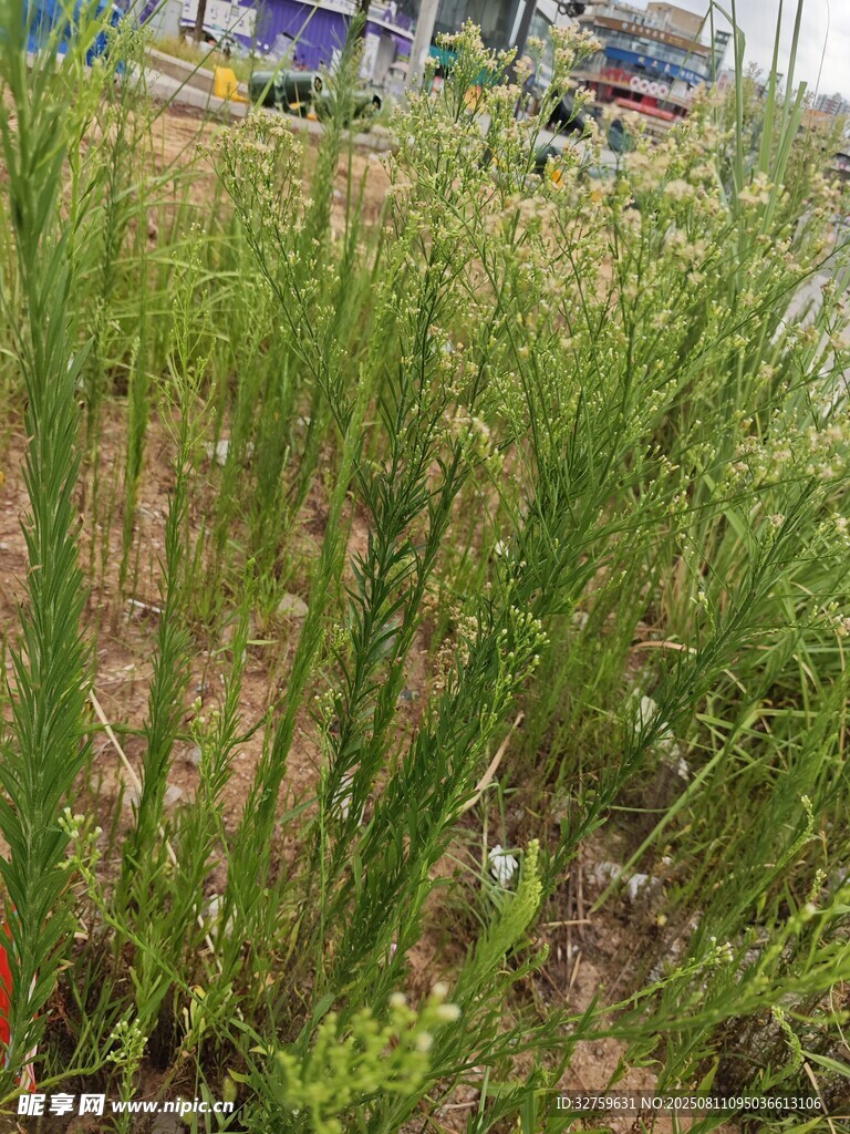 葱郁农田中的绿色植物