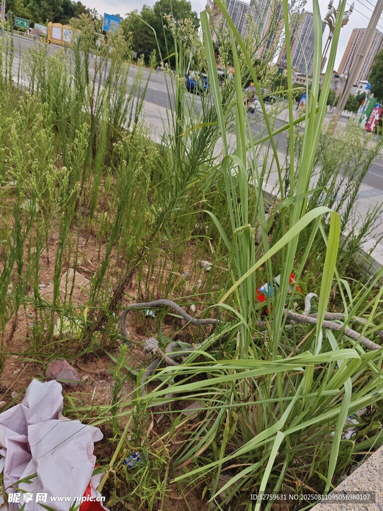 路边草丛中的垃圾