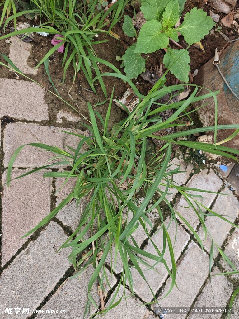 砖缝中生长的嫩绿小草